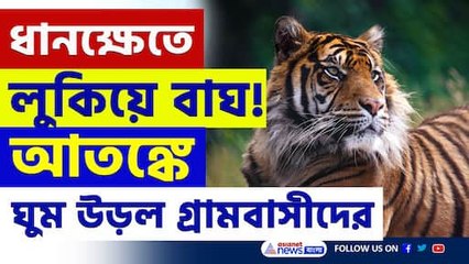 পায়ের ছাপ স্পষ্ট, ধানক্ষেতে লুকিয়ে বাঘ! আতঙ্কে ঘুম উড়ল গ্রামবাসীদের