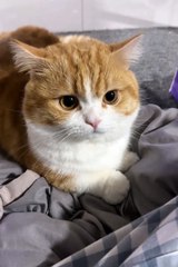 Cute cat😼❤️ #shorts #cat #catvideos