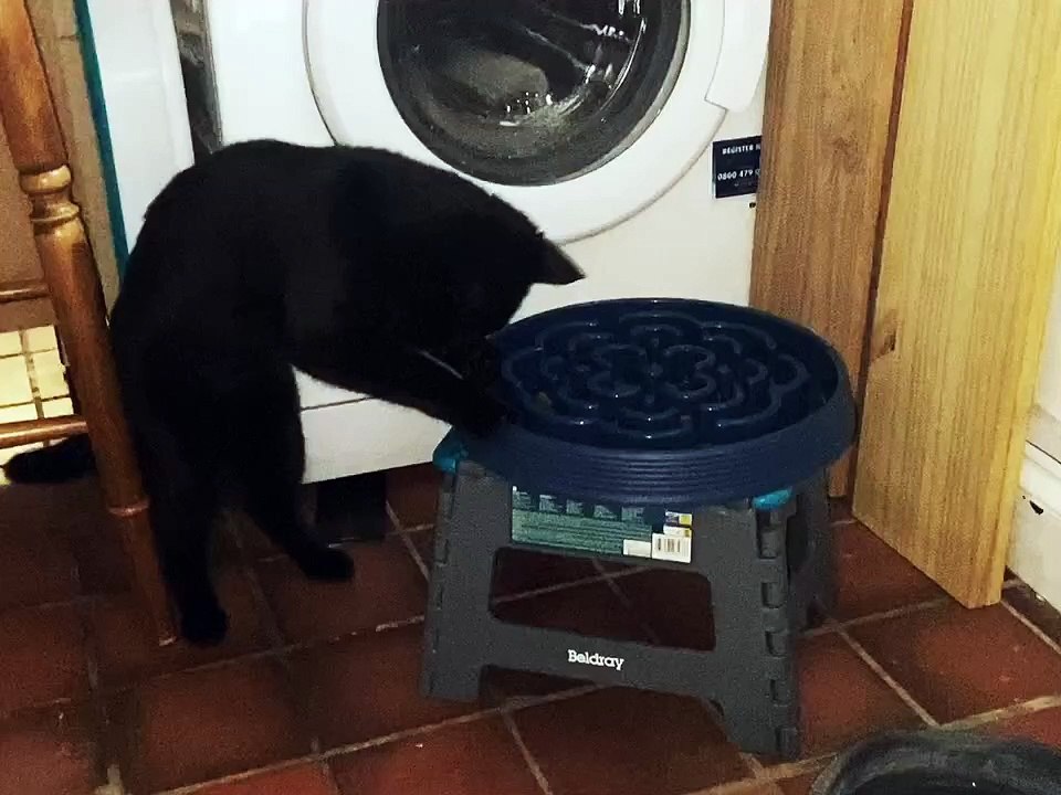 🐾 Welcome to the paw-some world of **FelineAndCanine**! 🐱🐶 In today’s he