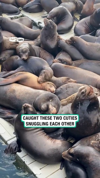 Sea lion snuggle