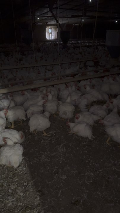 Chicken farmer