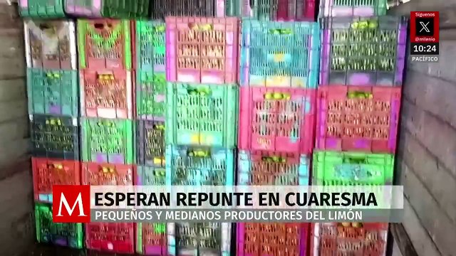 Pequeños y medianos productores de limón esperan repunte de ventas en Cuaresma