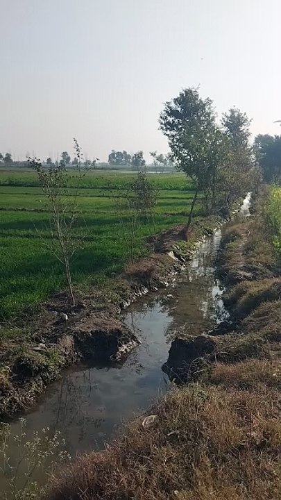 Greenery under indas river