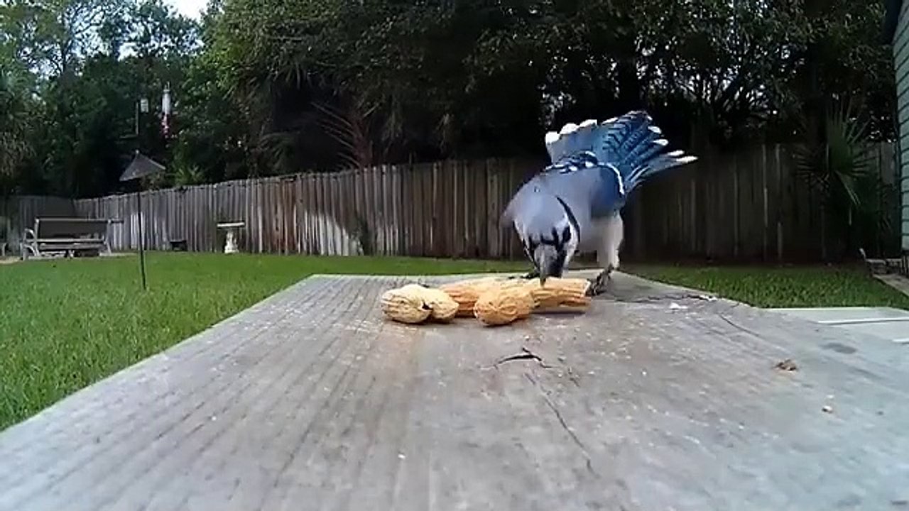 Two birds fight