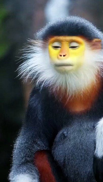 Funny Creatures