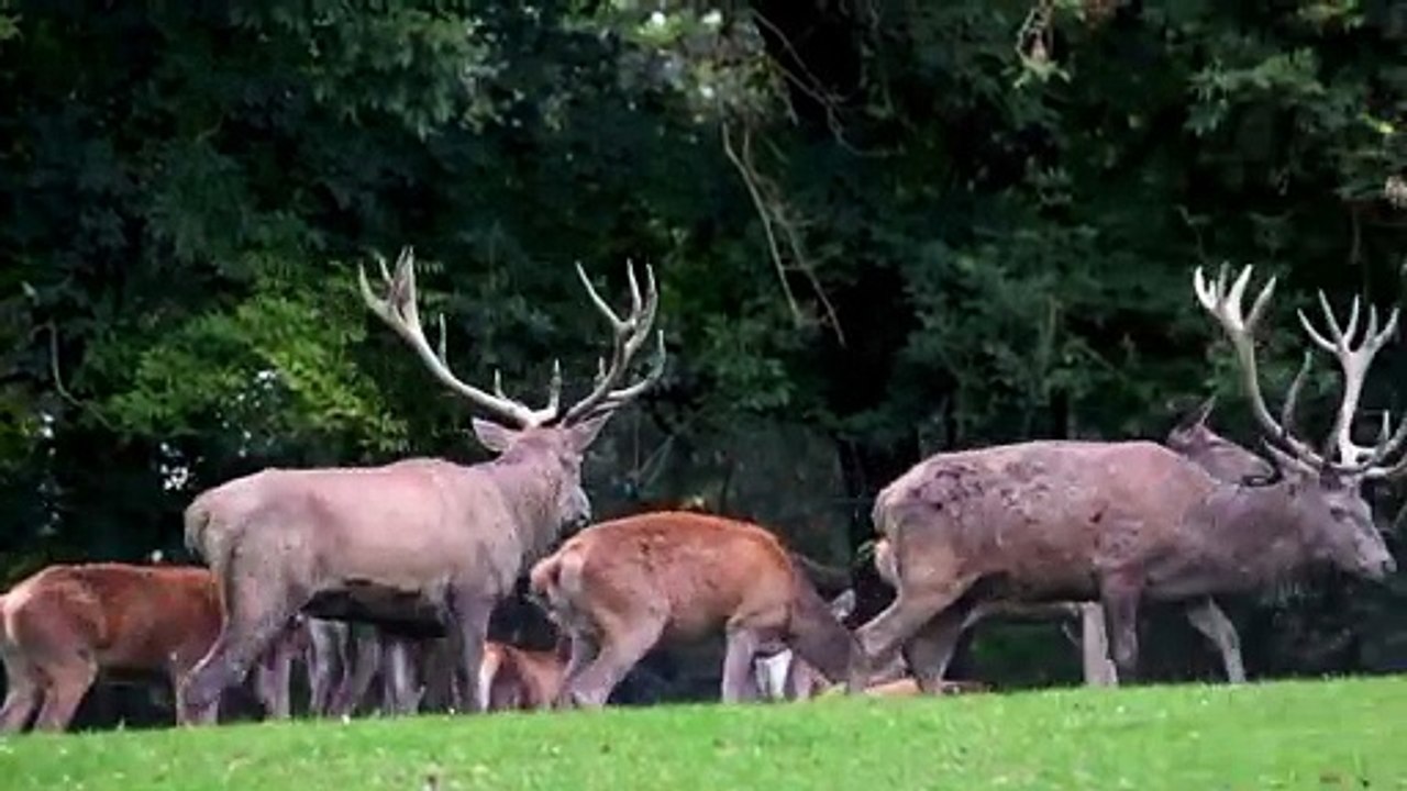 Unbelievable friendship in the wilds