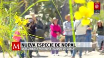 En San Luis Potosí, investigador de UASLP descubre nueva especie de nopal en el estado