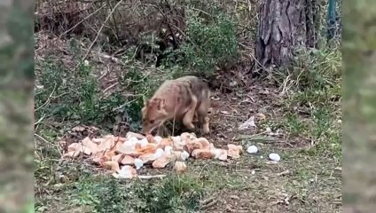 Bayat Ekmekle Lezzetli Tarifler 🍞
