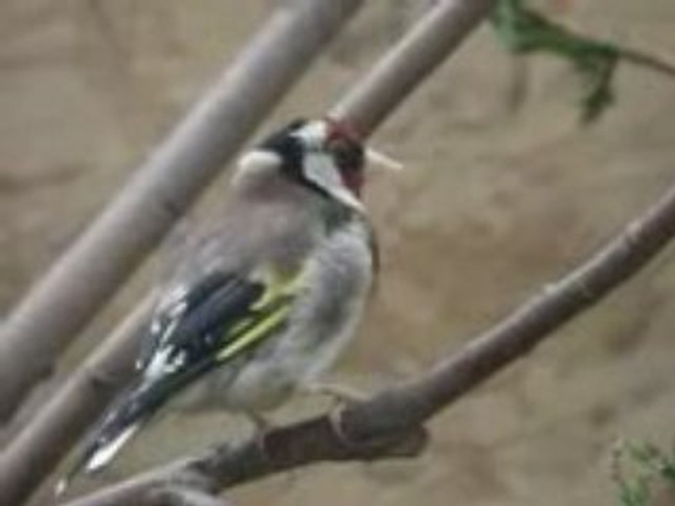 Chardonneret qui dance