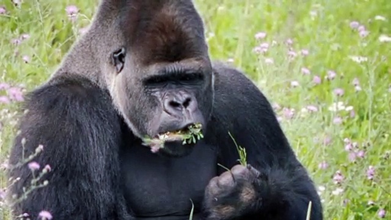 Funny Creatures