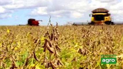 Colheita da soja segue evoluindo bem e alcança mais de 81% da área no BR, aponta Pátria