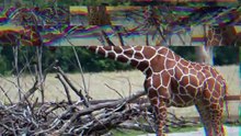 Funny Creatures