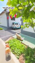 The World of Playful Pups - Episode 22