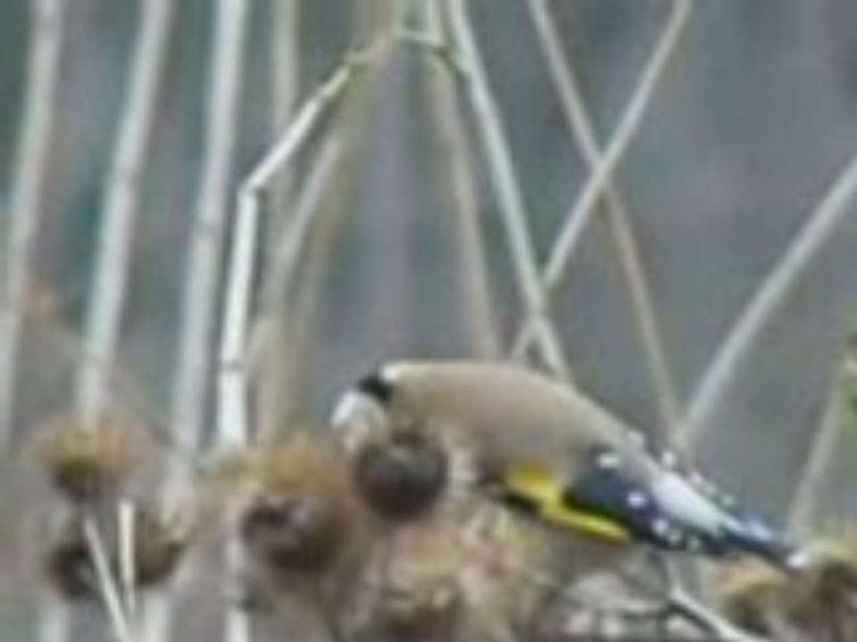 Chardonneret sur le chardon