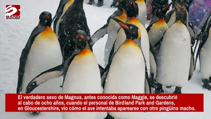 Confunden durante ocho años el sexo de un pingüino rey