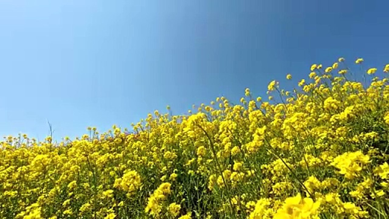Rapeseed flowers blooming all over the mountain