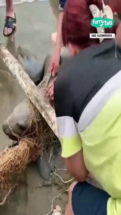 Lach dich schlapp mit Lustige Pfoten Ч. 29