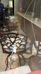 Surprising Crocodile Spotted on a US Porch 🐊