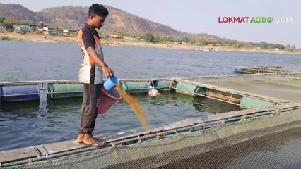 माशांना कधी, किती व कसे खाद्य द्यावे