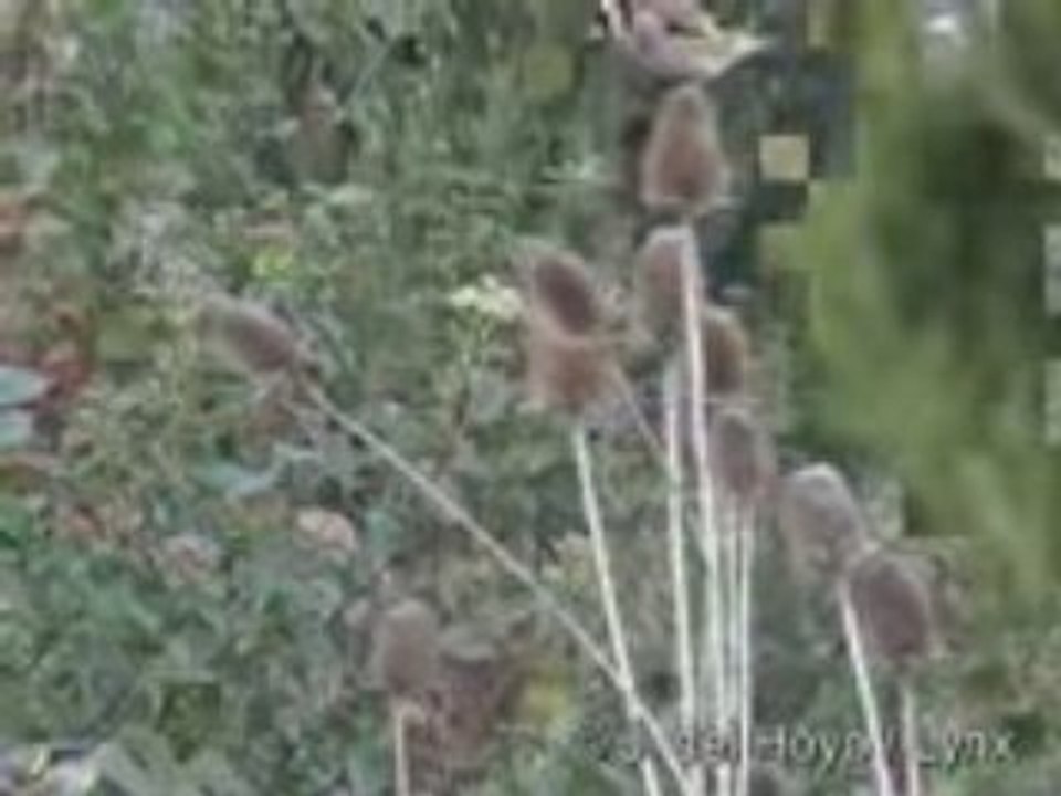 Chardonneret sur le chardon 2