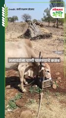 मग जनावरं चार घोट जास्त पाणी पितात