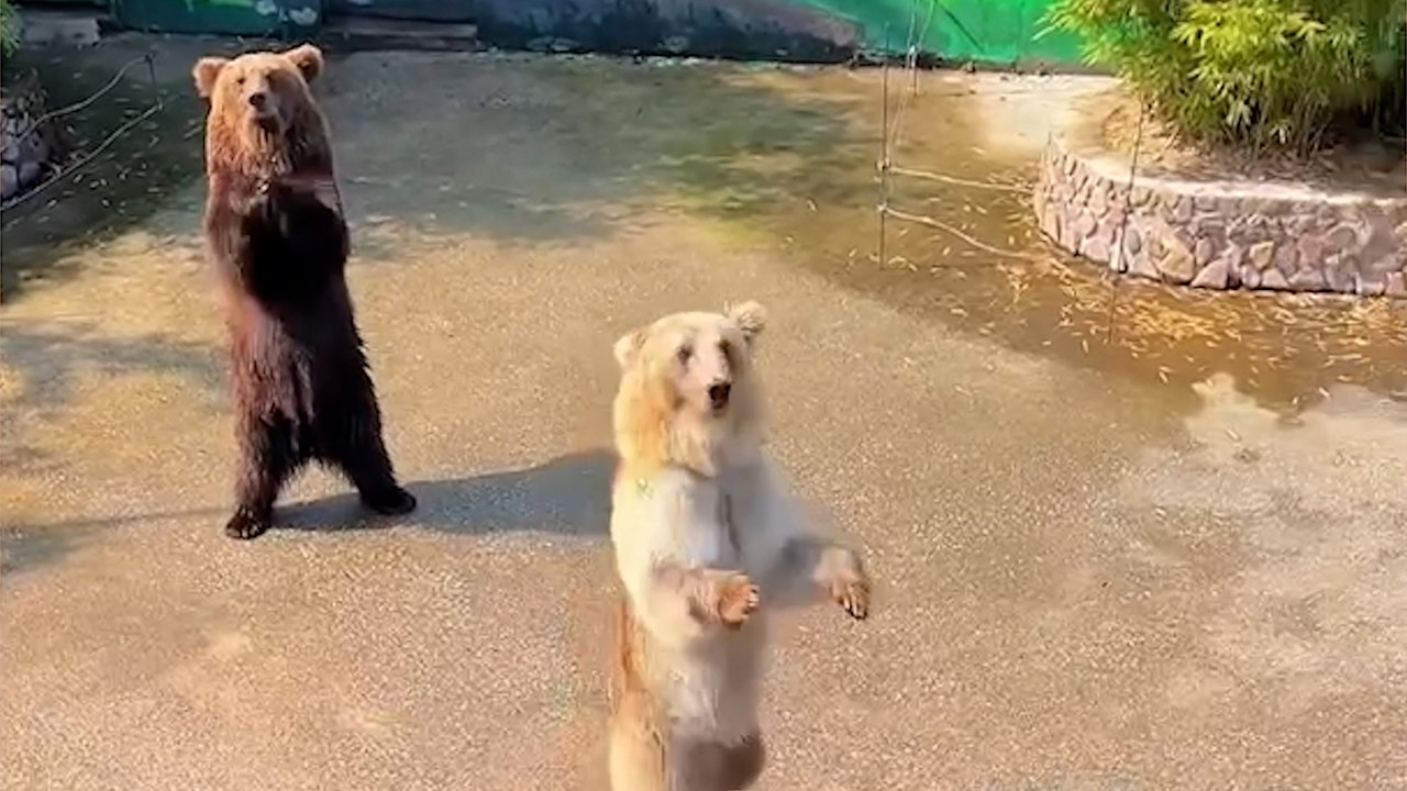 Clevere bären veranstalten unerwartete show für besucher im tausch gegen futter