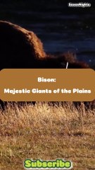 Bison_ Majestic Giants of the Plains