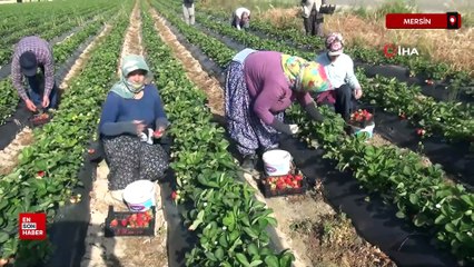 Mersin'in Silifke ilçesinde çilek hasadı başladı
