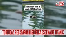 Tortugas recrean escena de Titanic y el video se hace viral