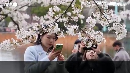 "Straordinario", a Tokyo lo spettacolo dei ciliegi in fiore