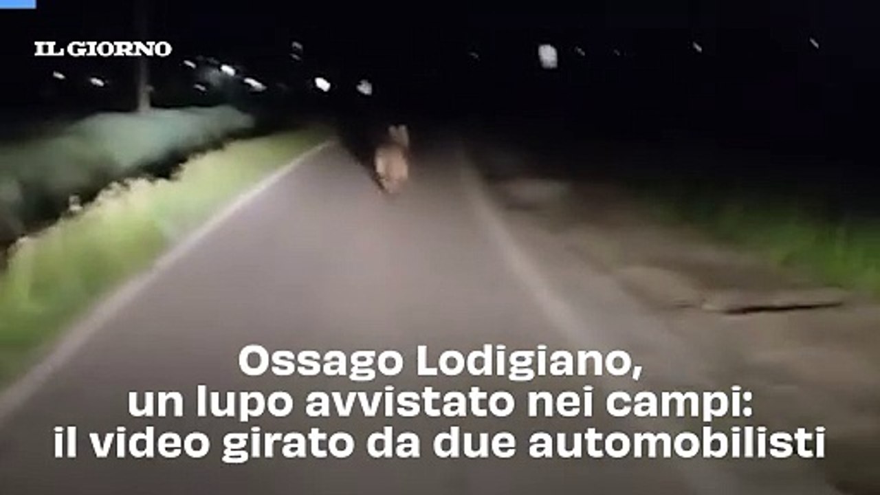 Ossago Lodigiano, un lupo avvistato nei campi: il video girato da due automobilisti