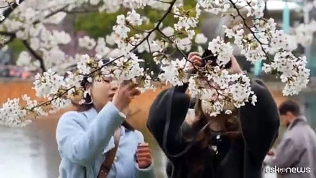 La fioritura dei ciliegi al massimo del suo splendore a Tokyo