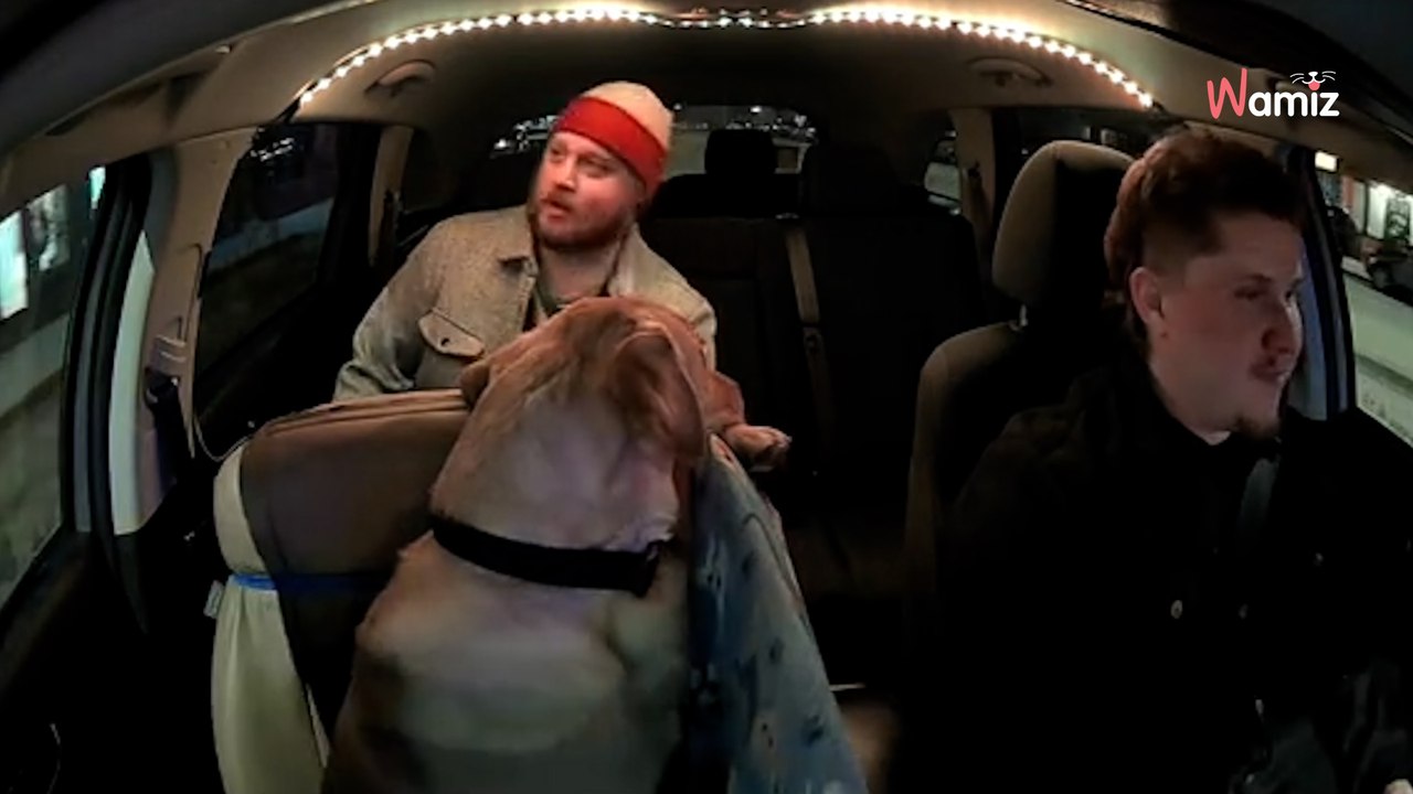 Nach dem Lebewohl von seinem Hund steigt das Herrchen in ein Taxi … und erlebt einen unvergesslichen Moment