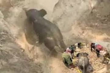 गड्ढे में गिरा हाथी का शावक