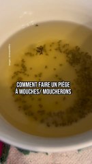 Faire un piège à moucherons