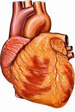 Les miracles scientifiques dans le Coran et la Sunna 3