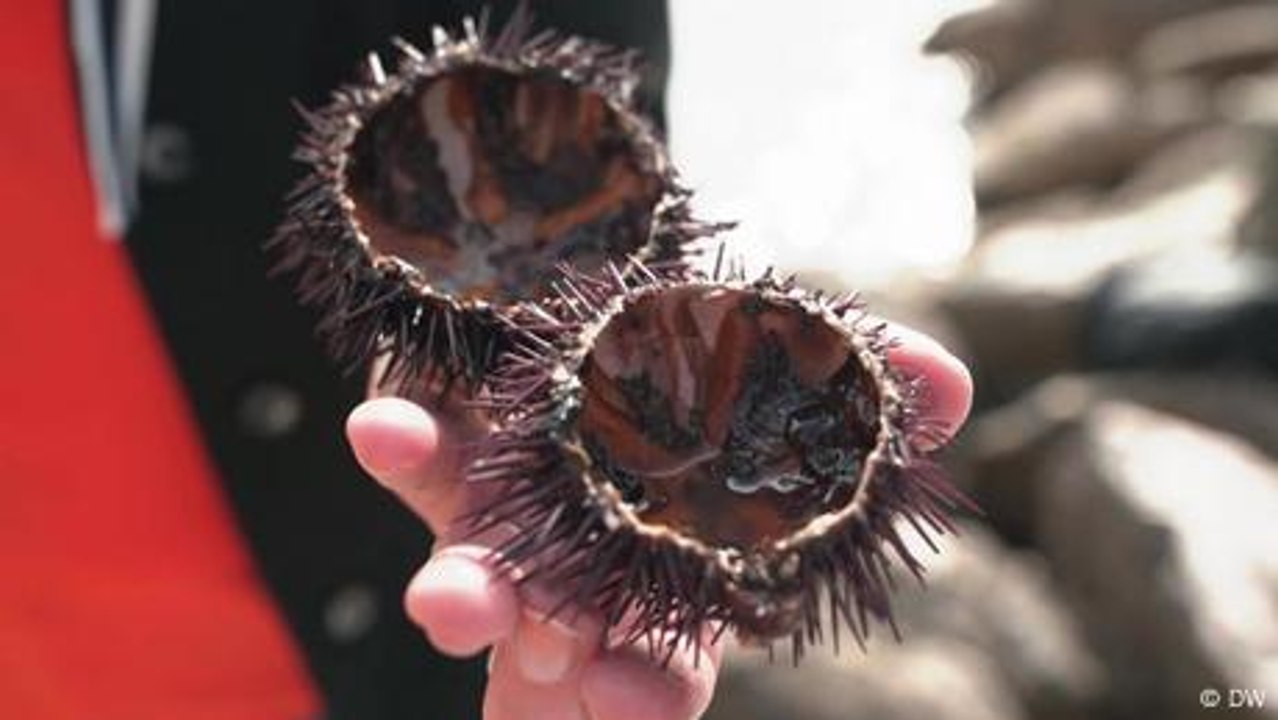 Seeigel – eine französische Delikatesse