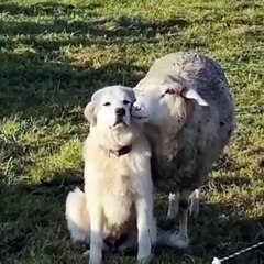 Saleemoffical presentation - soft touch #friend