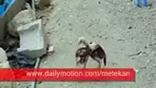 Hint horozu dövüşü