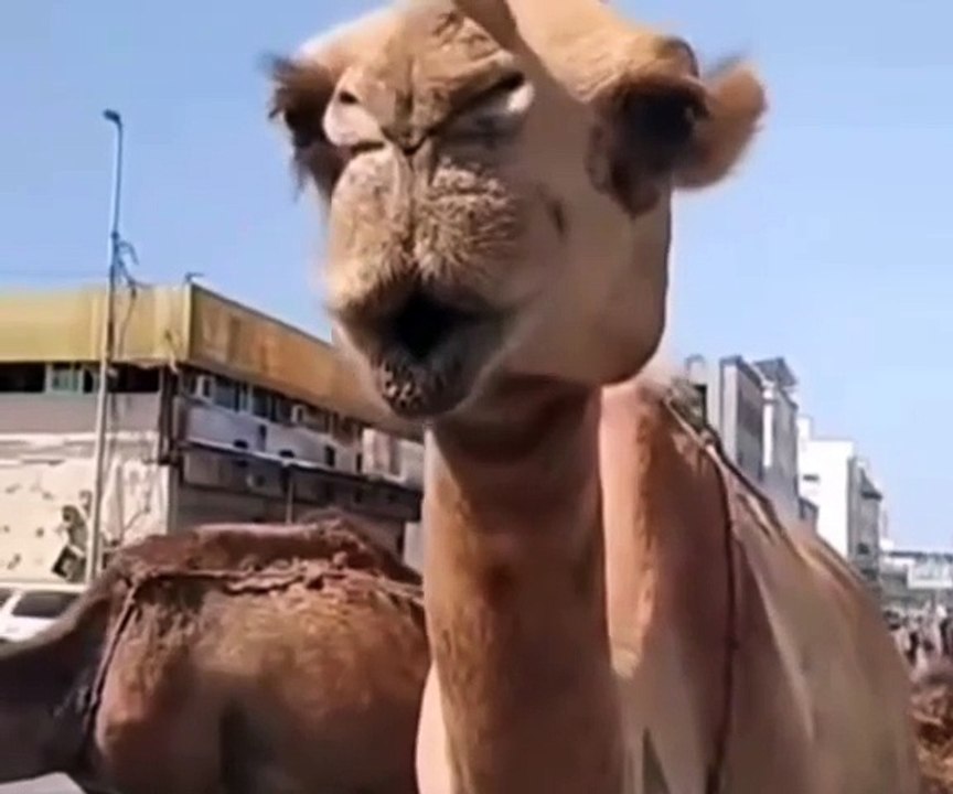 Saleemoffical presentation - Camel with whistle