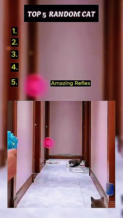 Random Video Cat