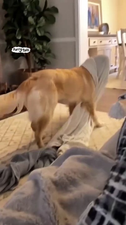 Dog stuck under blanket