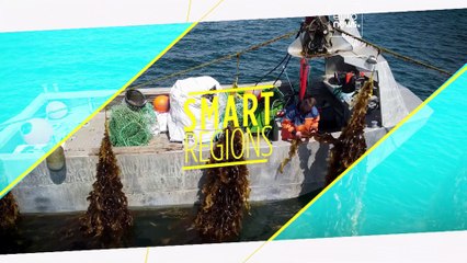 O consumo de algas marinhas na Europa: onde acontece e de que forma