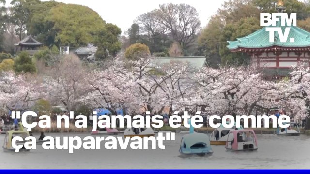 Japon: la foule admire les cerisiers en fleurs malgré le mauvais temps