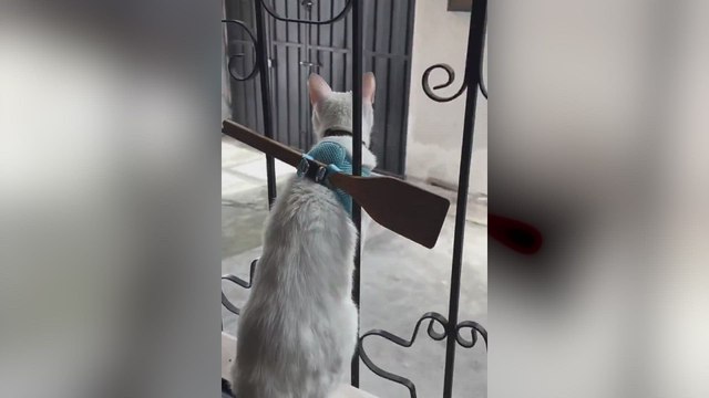 La técnica definitiva para que los gatos no se escapen de casa: juzguen ustedes mismos