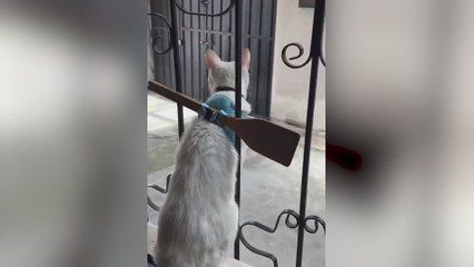 La técnica definitiva para que los gatos no se escapen de casa: juzguen ustedes mismos