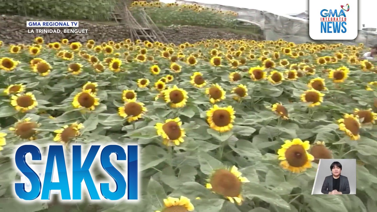 Mga sunflower at iba pang klase bulaklak, tampok sa isang sunflower farm sa Benguet | Saksi