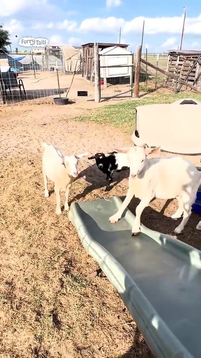 Lach dich schlapp mit Lustige Pfoten Ч. 31