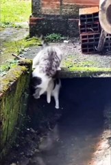 Cute cat😼❤️ #shorts #cat #catvideos