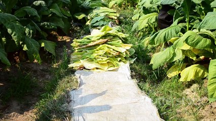 El Arte de Fumar un Puro Cubano en Cuba